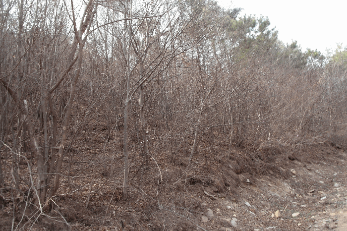 충청남도 논산시 벌곡면 한삼천리 395-6 임야 경매 물건 사진