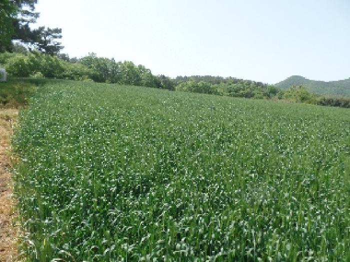 충남 논산시 양촌면 전 경매 물건 사진 3 · 2025타경401
