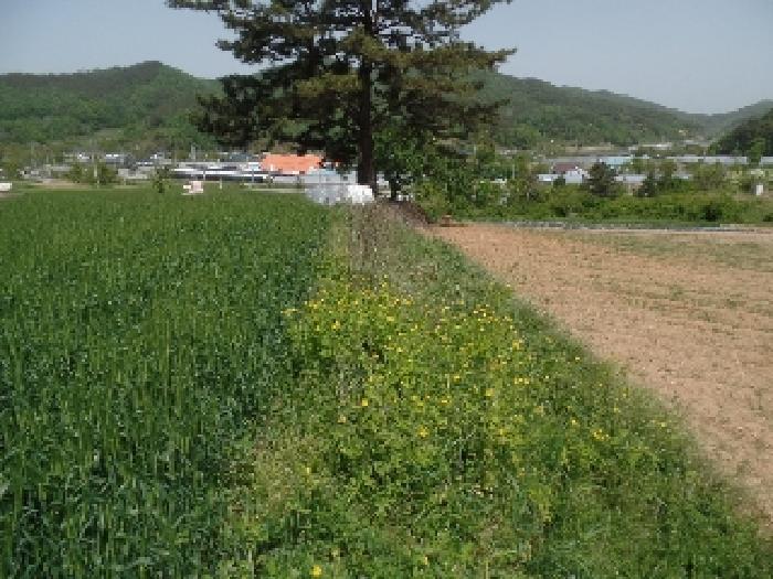 충남 논산시 양촌면 전 경매 물건 사진 4 · 2025타경401
