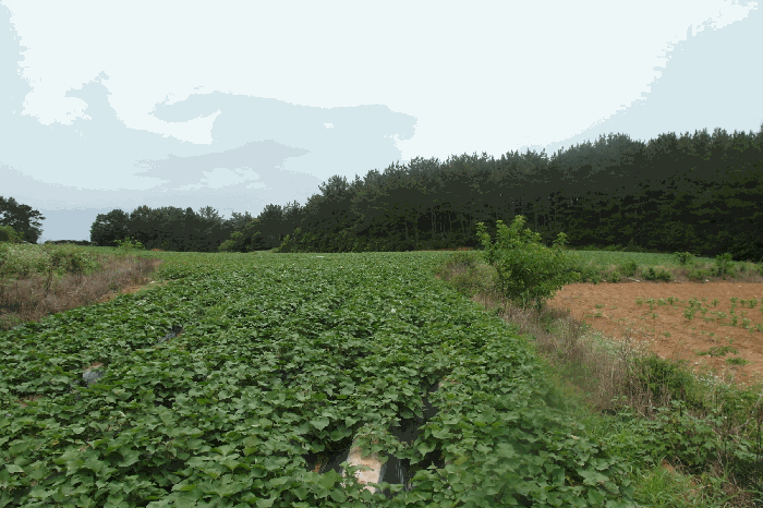 충남 논산시 상월면 전 경매 물건 사진 6 · 2025타경447