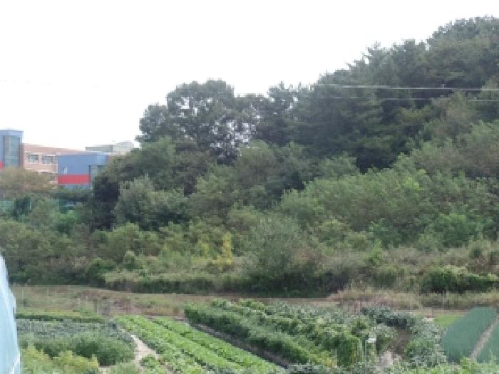 충남 계룡시 엄사면 임야 경매 물건 사진