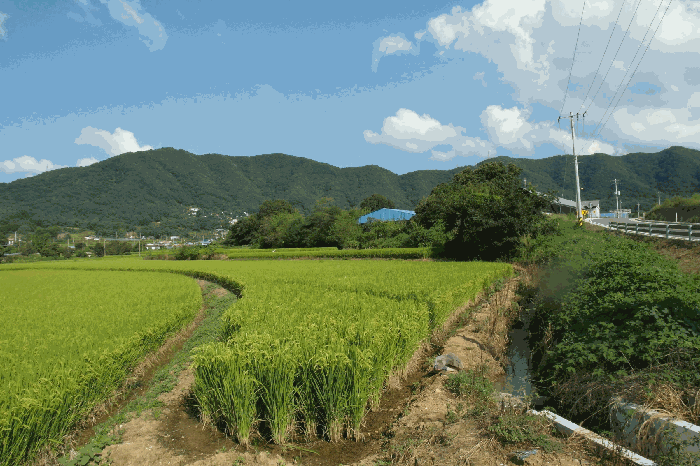 충청남도 논산시 연산면 신암리 87-9 답 경매 물건 사진