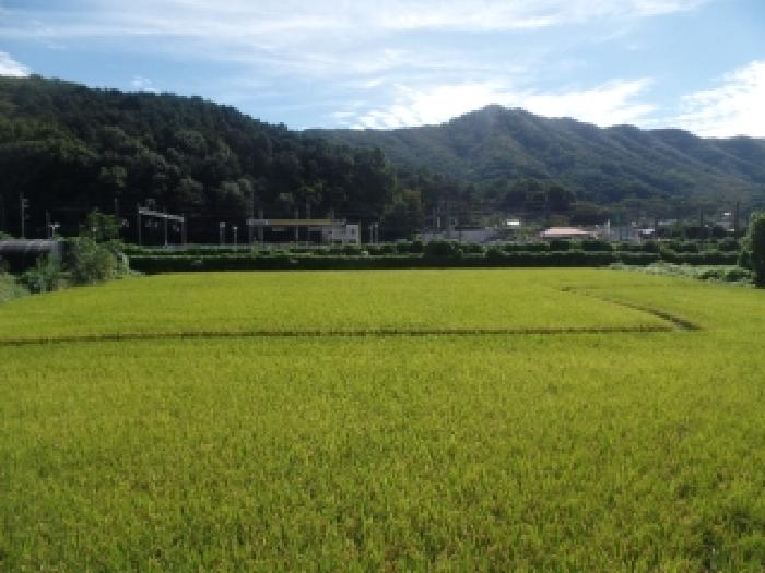충남 논산시 연산면 답 경매 물건 사진