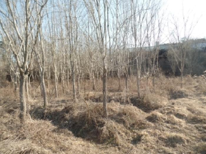 충남 논산시 부적면 전 경매 물건 사진 6 · 2025타경487