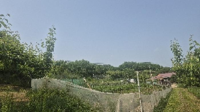 충남 천안시 동남구 청수동 과수원 경매 물건 사진 6 · 2025타경11771