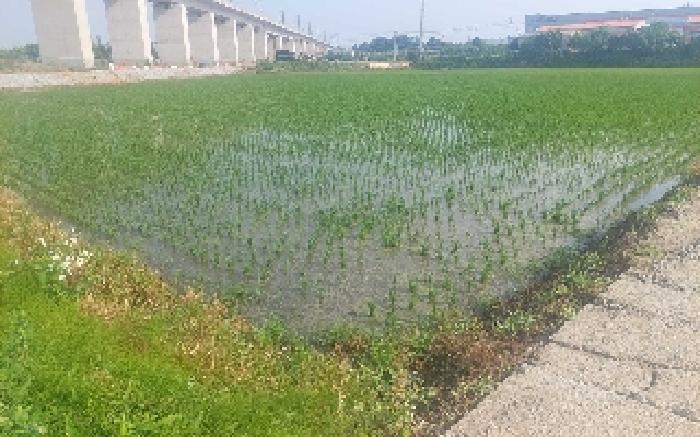 충남 아산시 둔포면 전답 경매 물건 사진 6 · 2025타경11819