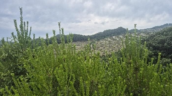 충남 천안시 동남구 광덕면 임야 경매 물건 사진 4 · 2025타경11855