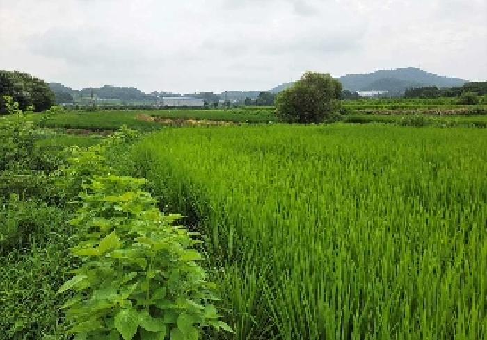 충남 아산시 음봉면 답 경매 물건 사진
