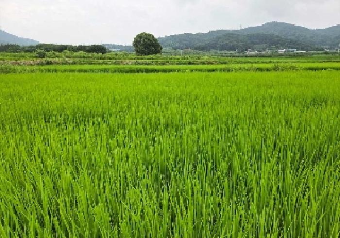 충남 아산시 음봉면 답 경매 물건 사진 2 · 2025타경12118