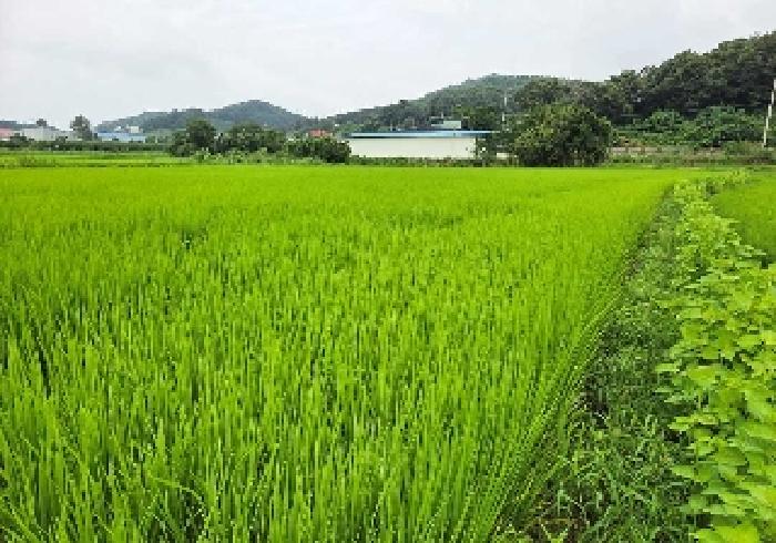 충남 아산시 음봉면 답 경매 물건 사진 3 · 2025타경12118