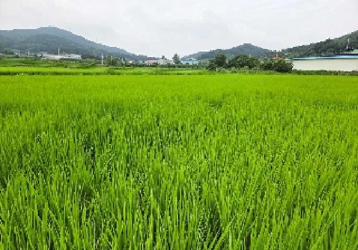 충남 아산시 음봉면 답 경매 물건 사진 4 · 2025타경12118