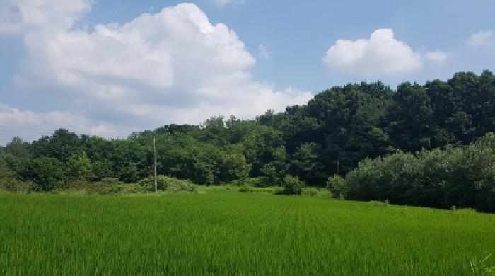 충남 천안시 동남구 수신면 전답 경매 물건 사진 3 · 2025타경12142
