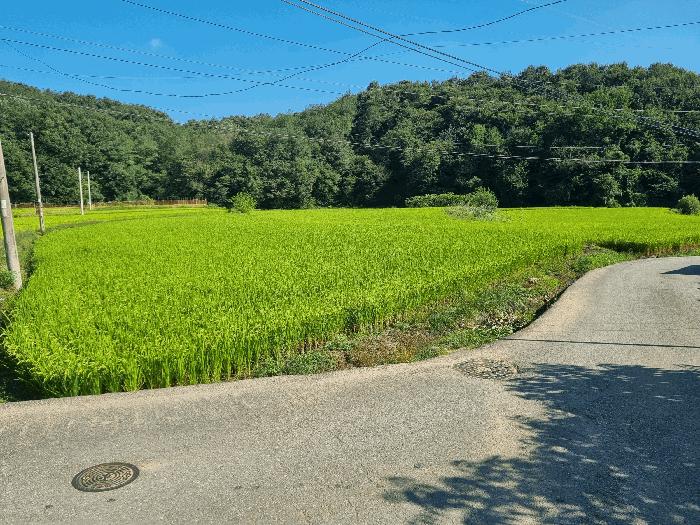 충남 천안시 동남구 광덕면 답 경매 물건 사진