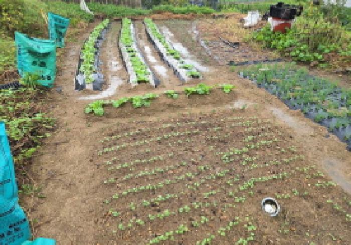 충남 아산시 염치읍 대지 경매 물건 사진