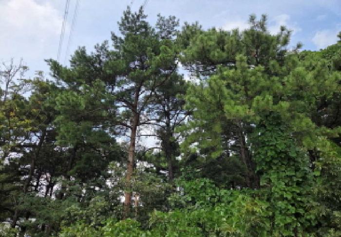 충남 아산시 도고면 임야 경매 물건 사진 6 · 2025타경12428