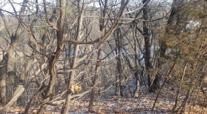 충남 천안시 동남구 광덕면 임야 경매 물건 사진 4 · 2025타경12981