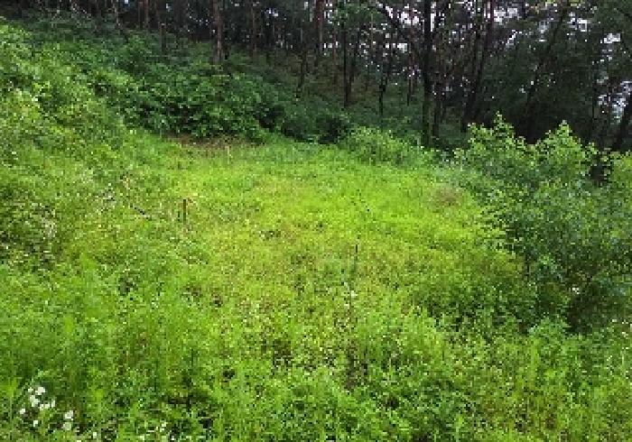 충남 아산시 송악면 임야 경매 물건 사진