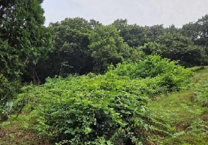 충남 아산시 음봉면 임야 경매 물건 사진 2 · 2025타경629