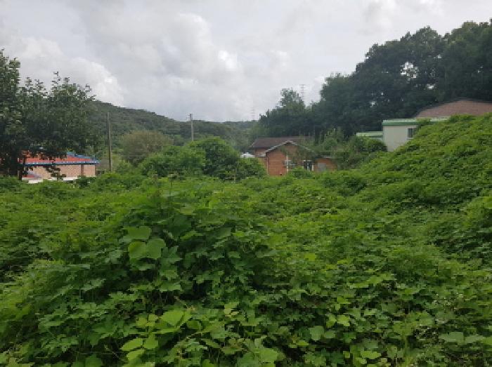 충남 천안시 동남구 동면 단독주택다가구 경매 물건 사진 4 · 2025타경638