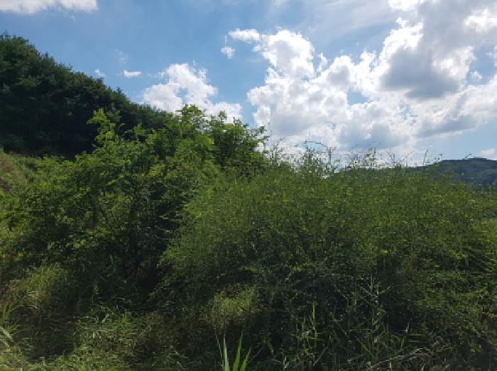 충남 천안시 동남구 북면 임야 경매 물건 사진 2 · 2025타경640