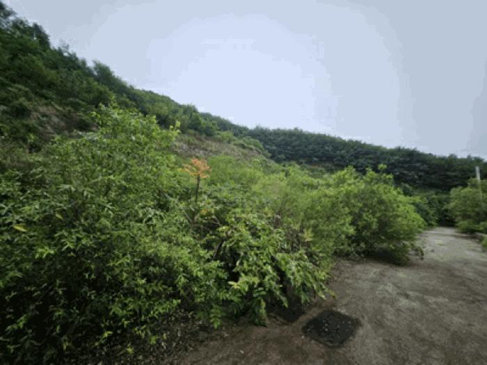 충남 천안시 동남구 북면 임야 경매 물건 사진