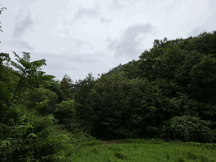충남 공주시 유구읍 임야 경매 물건 사진 5 · 2025타경104