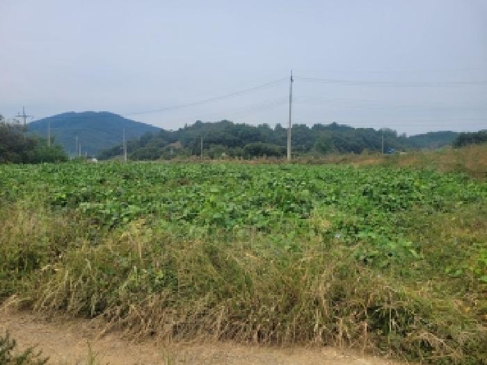 충남 청양군 정산면 전답 경매 물건 사진