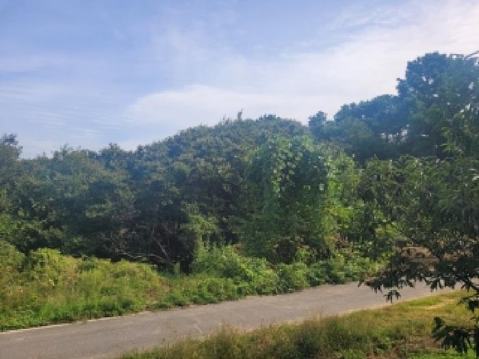 충남 공주시 계룡면 임야 경매 물건 사진 6 · 2025타경106