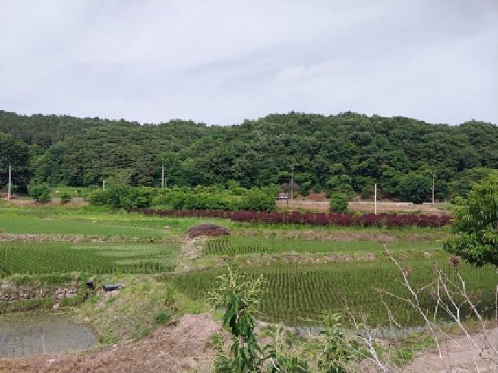 충남 공주시 사곡면 답 경매 물건 사진