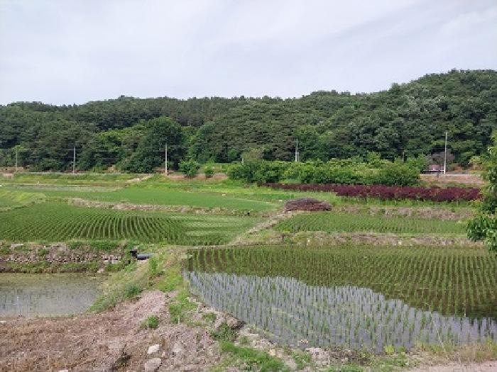 충남 공주시 사곡면 답 경매 물건 사진 2 · 2025타경20267