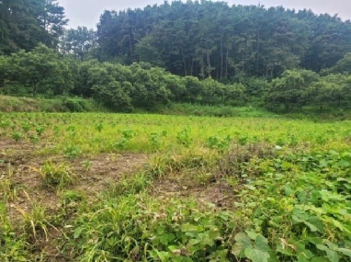 충남 공주시 신풍면 대지 경매 물건 사진