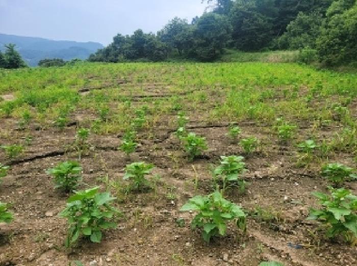 충남 공주시 신풍면 대지 경매 물건 사진 2 · 2025타경20330