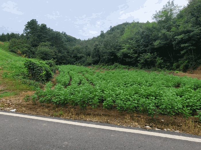 충남 공주시 이인면 임야 경매 물건 사진 5 · 2025타경20367