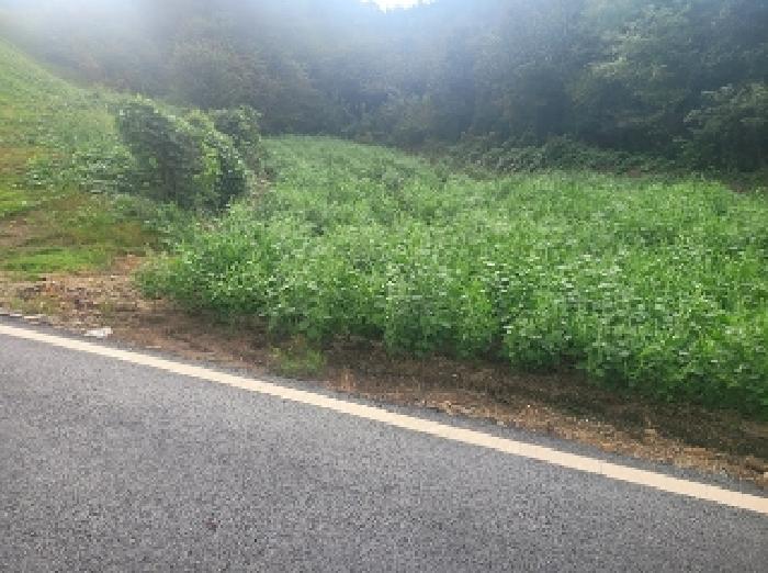 충남 공주시 이인면 임야 경매 물건 사진