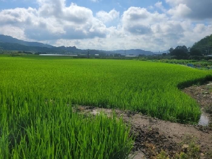 충남 청양군 정산면 전답 경매 물건 사진