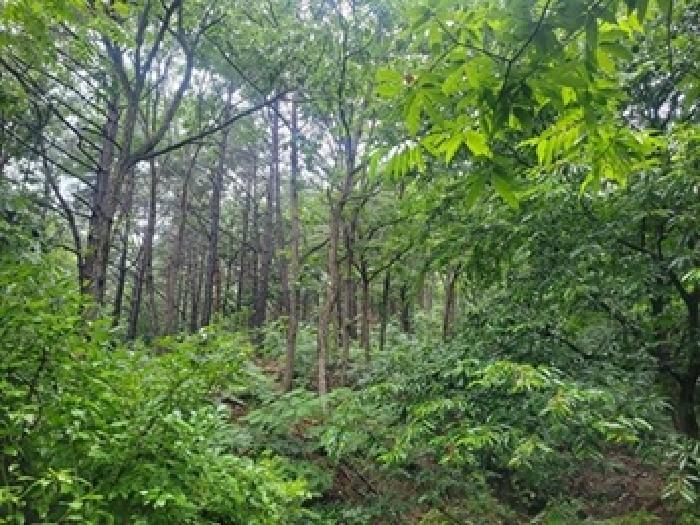 충남 공주시 우성면 임야 경매 물건 사진 3 · 2025타경79