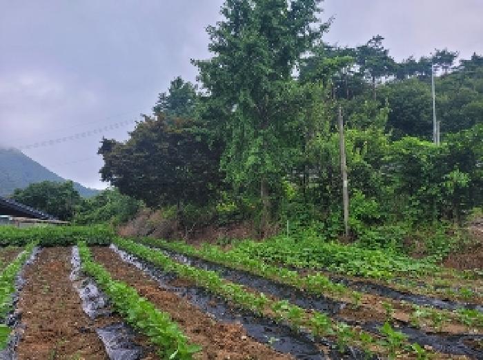 충남 청양군 비봉면 대지,임야,전답 경매 물건 사진 5 · 2025타경80