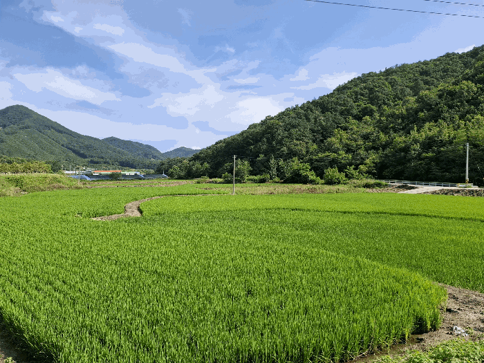충남 공주시 오곡동 전답 경매 물건 사진 6 · 2025타경87