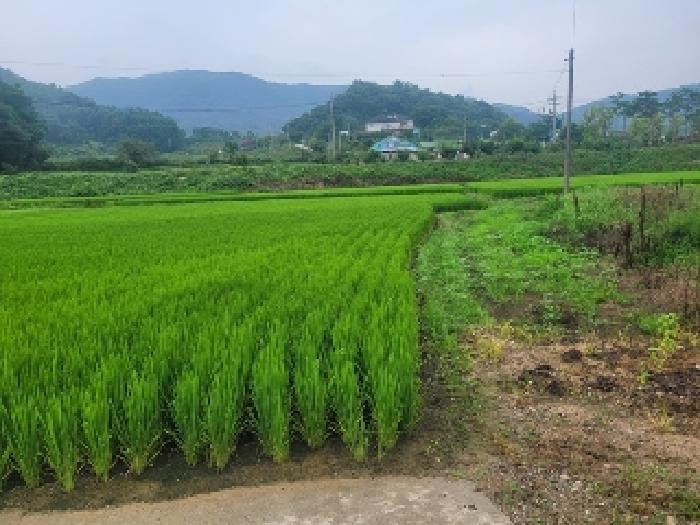 충남 공주시 오곡동 전답 경매 물건 사진 2 · 2025타경87
