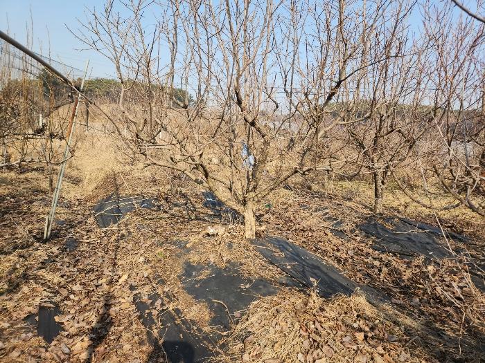 충남 당진시 송악읍 전 경매 물건 사진 6 · 2024타경50856