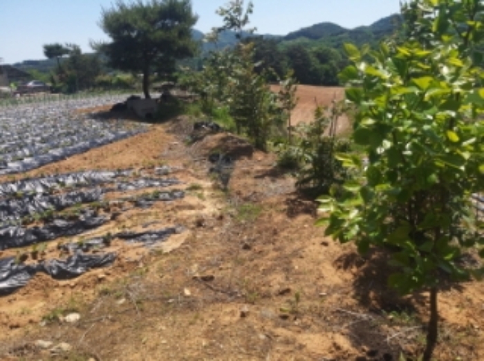충남 당진시 순성면 대지 경매 물건 사진 6 · 2024타경53855