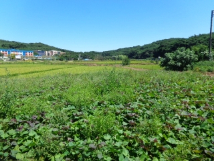 충남 태안군 안면읍 답 경매 물건 사진