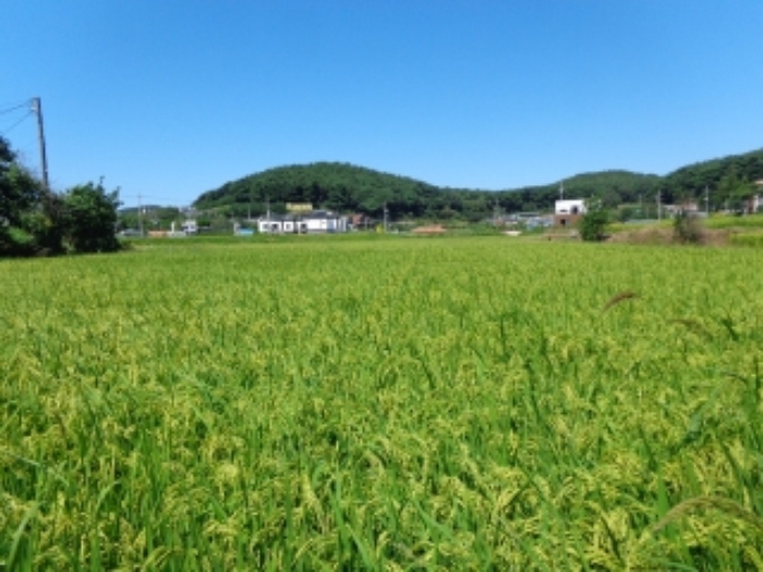 충남 태안군 안면읍 답 경매 물건 사진 5 · 2024타경54674