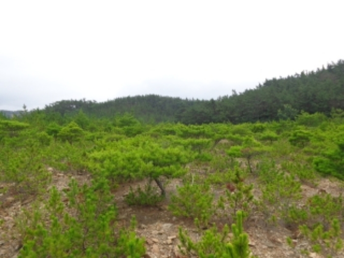 충남 태안군 남면 임야 경매 물건 사진 3 · 2024타경55868
