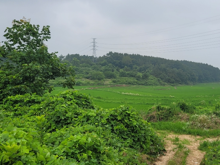 충청남도 서산시 대산읍 대로리 518-10 전답 경매 물건 사진