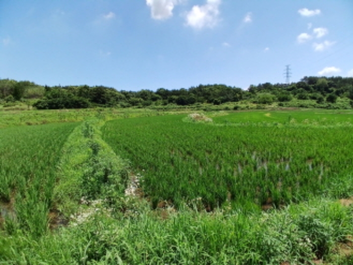 충남 서산시 대산읍 전답 경매 물건 사진