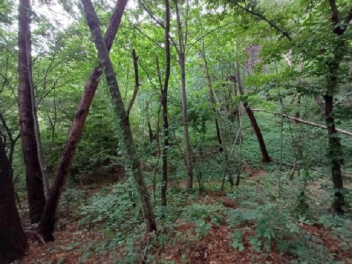 충남 서산시 부석면 임야 경매 물건 사진 3 · 2024타경59532