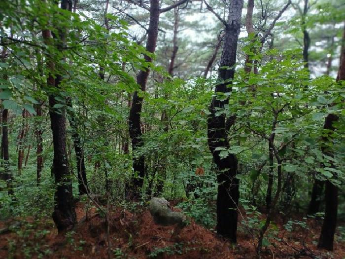 충남 서산시 부석면 임야 경매 물건 사진 5 · 2024타경59532