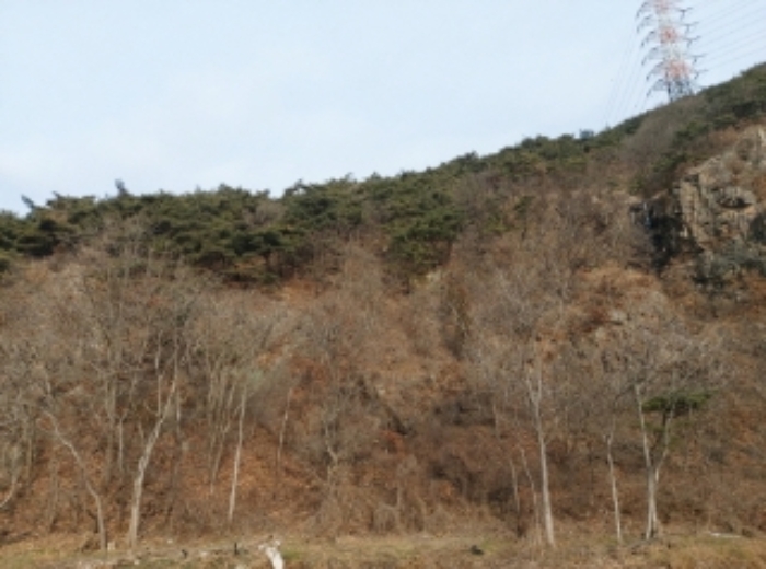 충남 당진시 구룡동 임야 경매 물건 사진