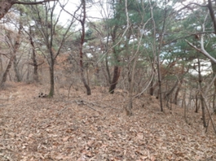 충남 당진시 구룡동 임야 경매 물건 사진 5 · 2024타경61573